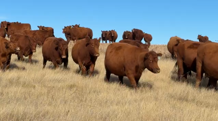 LADIES AND GENTS, HERE IS THE GROUP!- BC1114A5